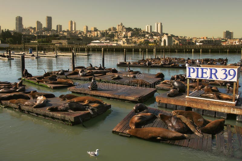 Seals on Pier 39. stock image. Image of lion, place, downtown 6230897