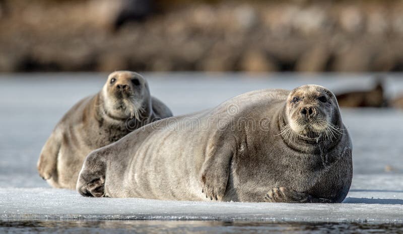 Seals resting on an ice floe. The bearded seal, also called the square flipper seal.