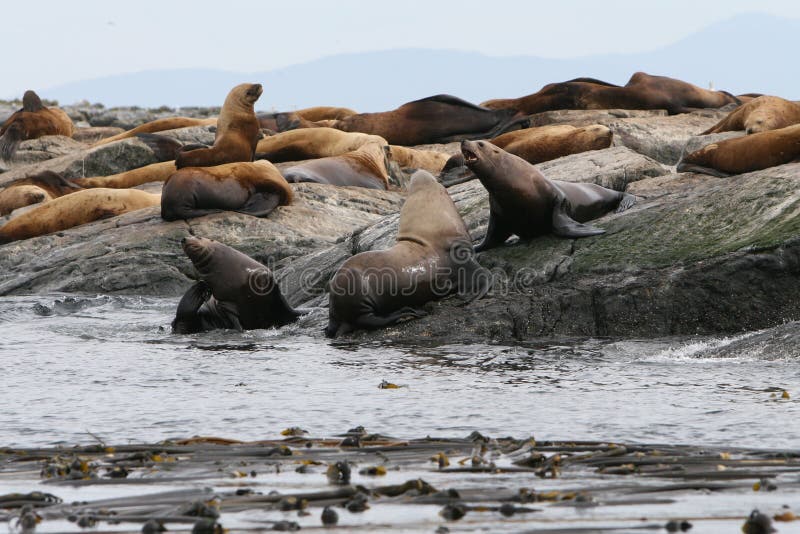 Seals on a rock stock image. Image of breath, british 10864303
