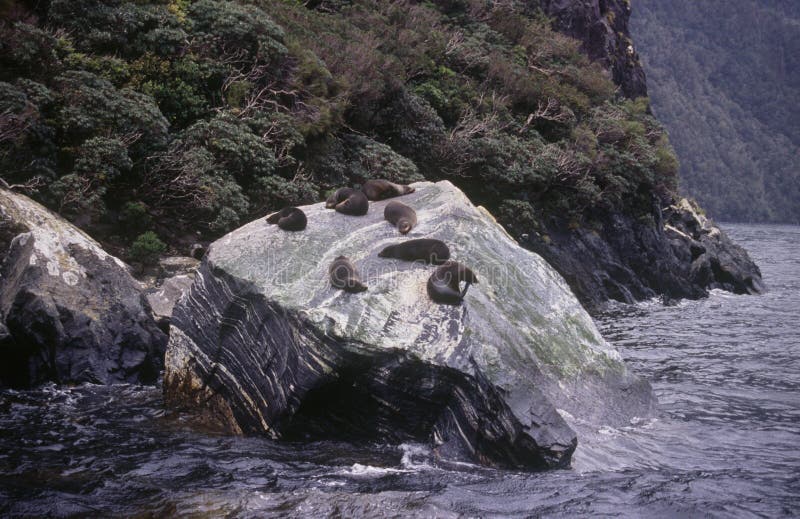 Seals on a rock in Milford Sound