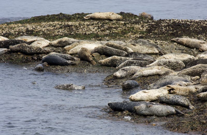 Seals on the Rocks stock image. Image of seal, outdoors 10349239