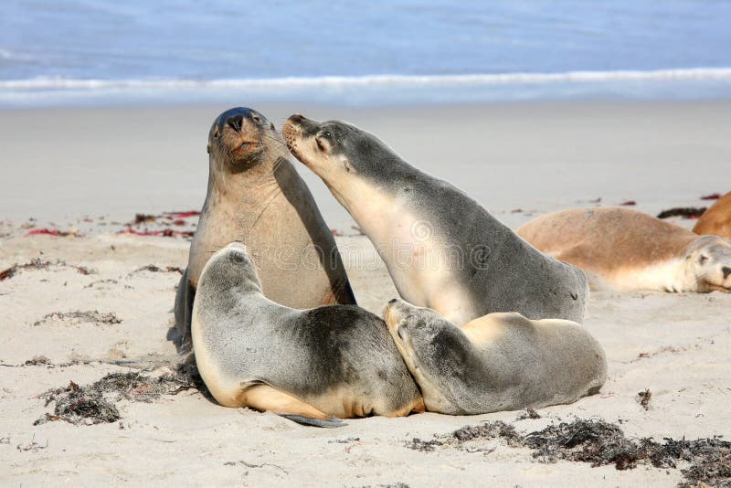 Seals at Seal Bay Kangaroo Island South Australia Stock Photo - Image ...