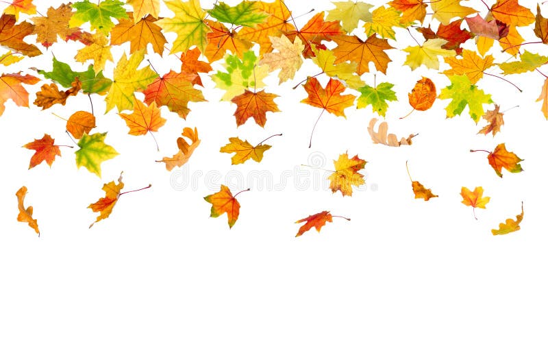 Seamless autumn leaves stock photos