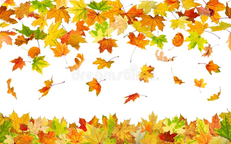 Seamless autumn leaves stock photos
