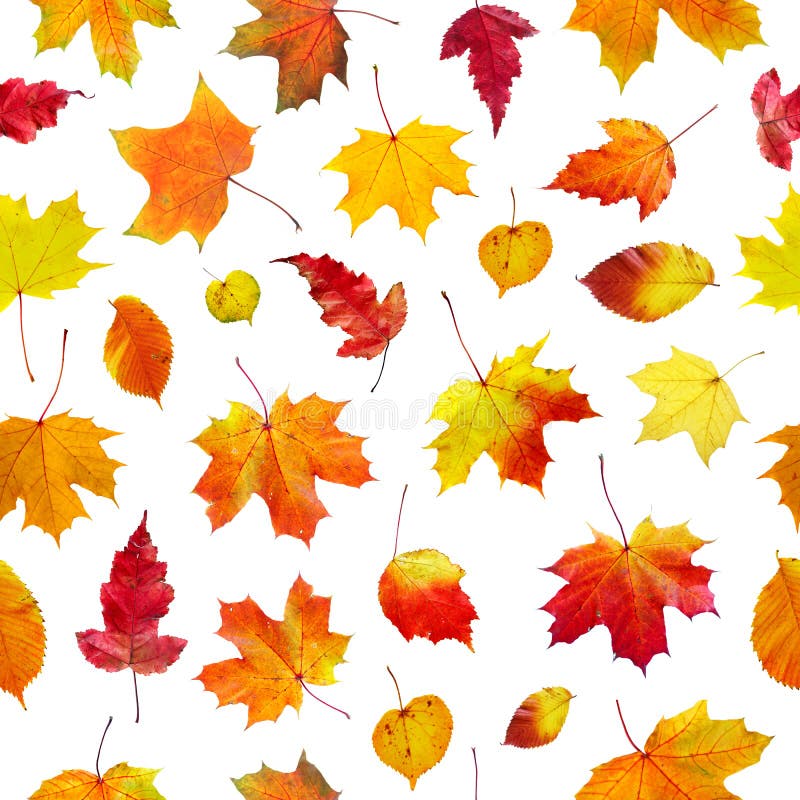 Seamless autumn leaves on a white background. Seamless autumn leaves on a white background