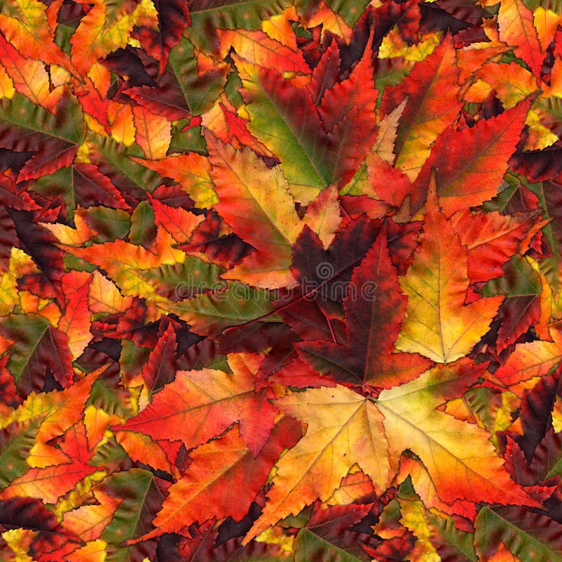 Seamless background pattern texture made of maple leaves