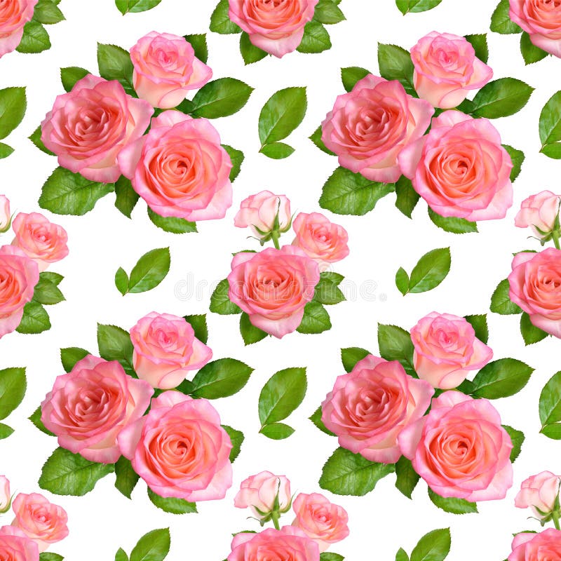 Seamless background with Pink roses. Isolated on white background.