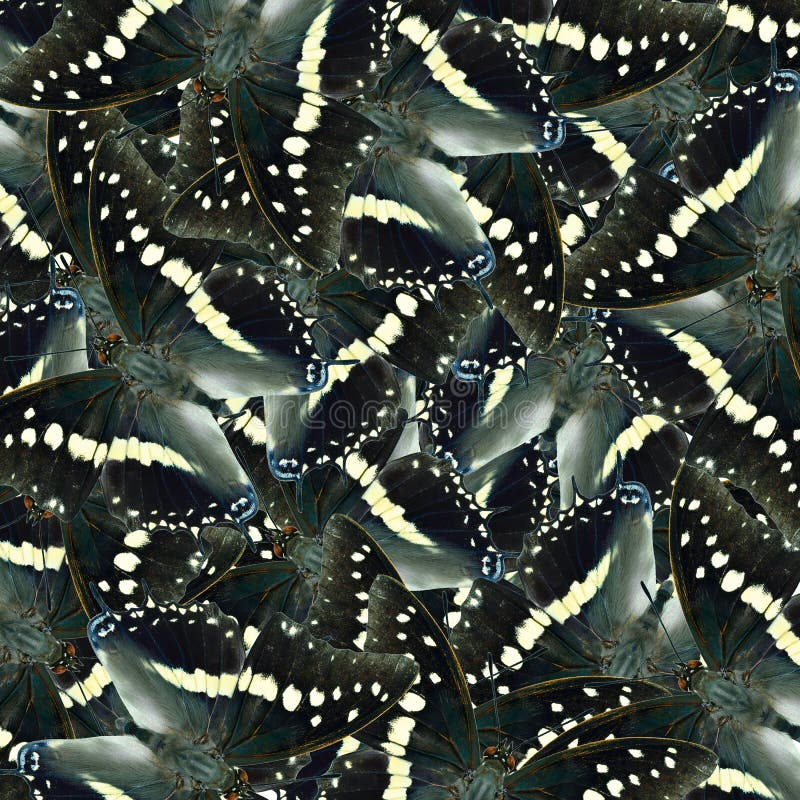 seamless black and white background made of Black Rajah Butterfly hindwings consolation, exciting patterns