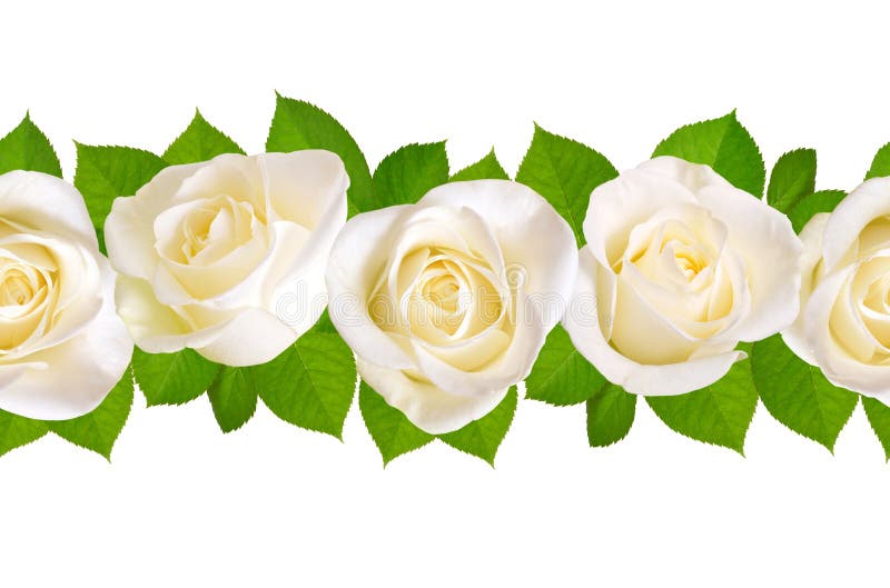 Seamless border with white roses. Isolated on white background.