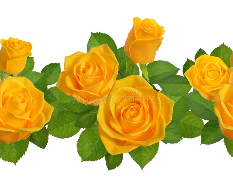 Seamless border with yellow roses. Isolated on white background.