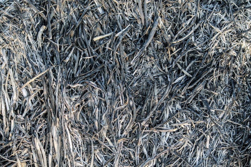 Seamless Burn Ash Texture stock photo. Image of cover 35784492