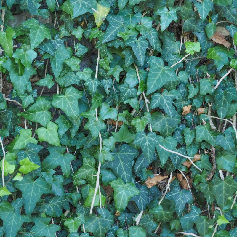 Seamless Green Ivy Texture Background Stock Image Image of greenery