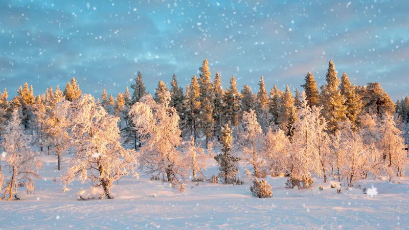 Seamless loop - Snow falling on a winter forest landscape, Saariselka, Lapland, Finland, video HD