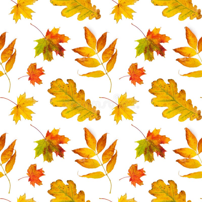 Seamless Pattern with Autumn Leaves Isolated on White Stock Photo ...