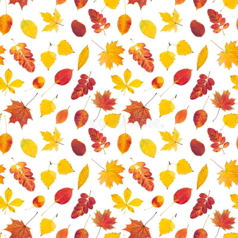 Seamless pattern with colorful autumn leaves royalty free stock photography Seamless pattern with colorful autumn leaves royalty free stock photography