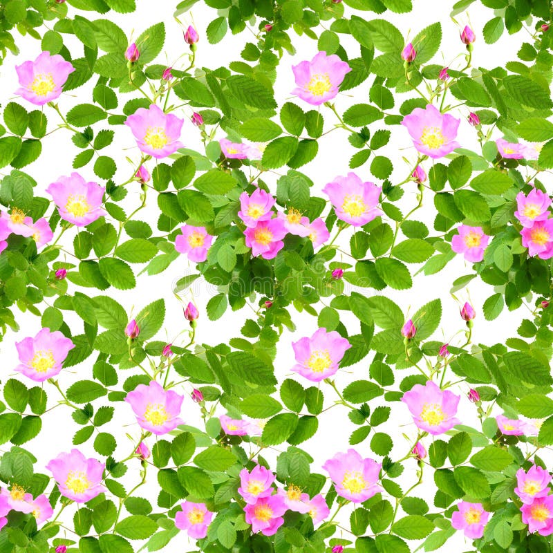 Abstract seamless pattern with pink flowers, buds and green leafs of dog-rose. Isolated on white background. Close-up. Studio photography. Abstract seamless pattern with pink flowers, buds and green leafs of dog-rose. Isolated on white background. Close-up. Studio photography.