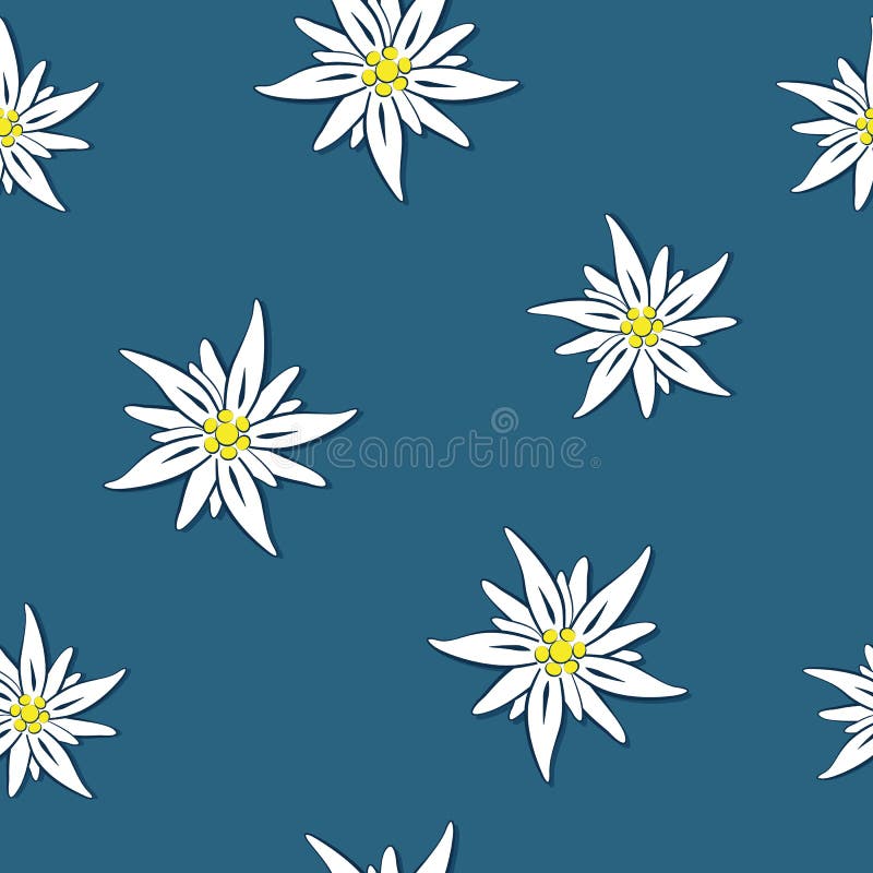 Seamless pattern edelweiss flower on blue background