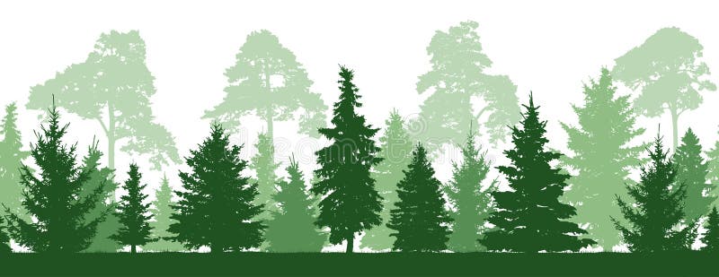 Seamless pattern of forest firs, pines trees, silhouette. vector illustration
