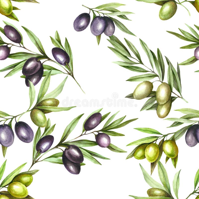 https://thumbs.dreamstime.com/b/seamless-pattern-ripe-black-green-olives-white-hand-draw-watercolor-illustration-156498632.jpg