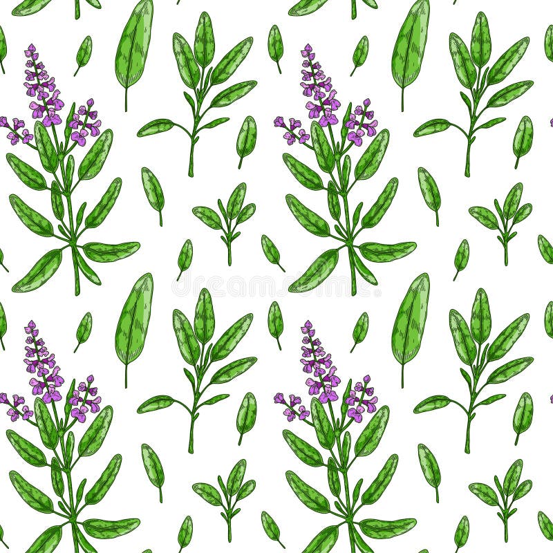 Seamless pattern with sage leaves and flowers. Hand drawn greens and leaf vegetables. Vector illustration in colored sketch style vector illustration