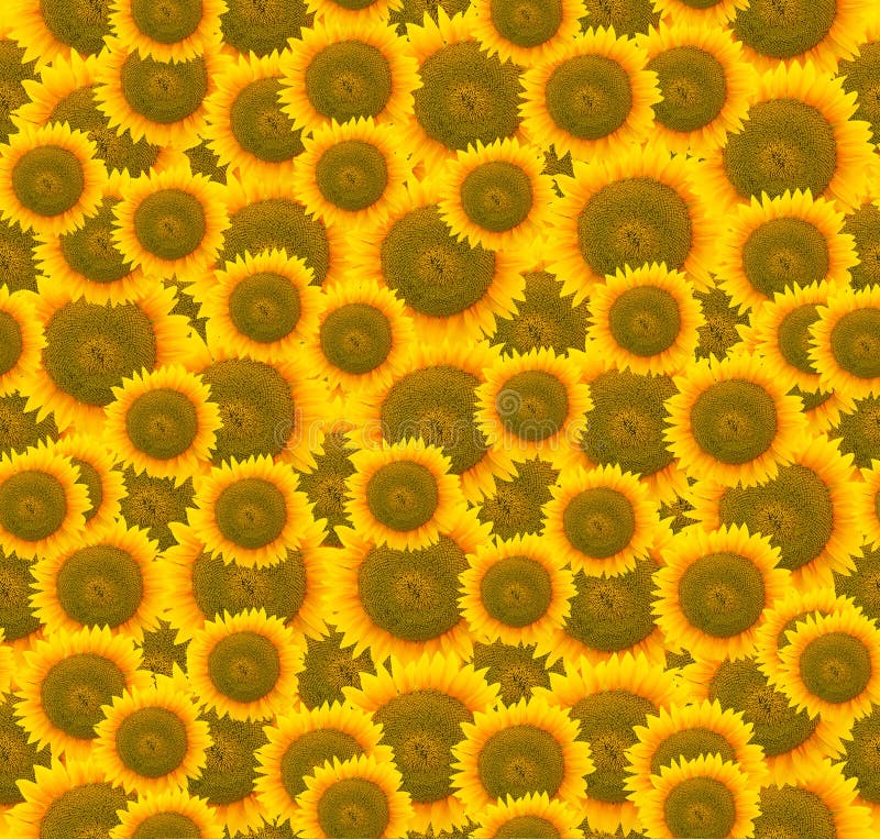 495 Seamless Sunflowers Stock Photos Free & RoyaltyFree Stock Photos
