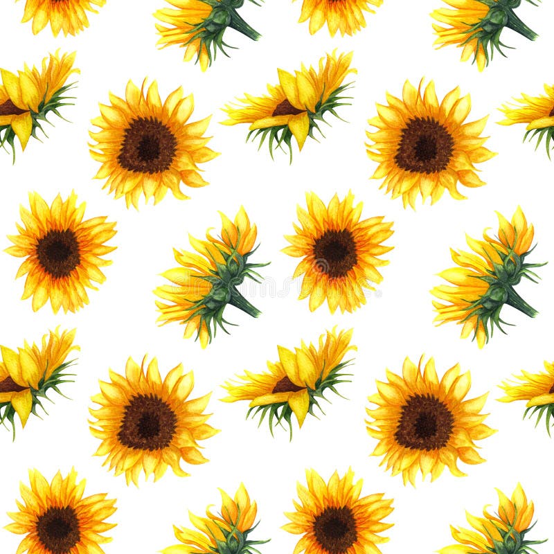 Seamless Pattern With Sunflowers On White Background Stock Illustration ...