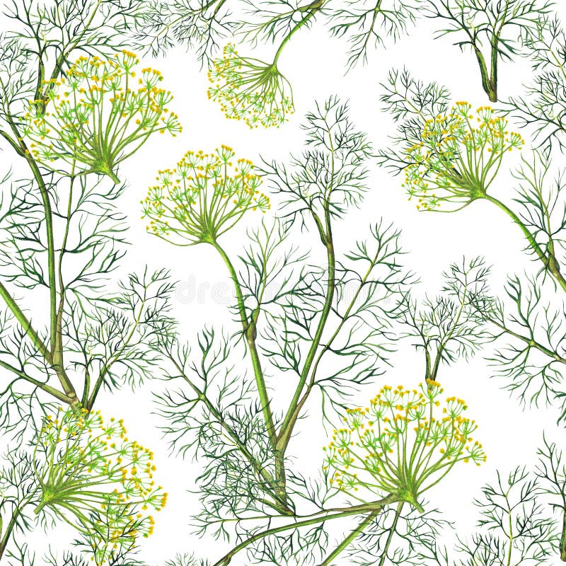 Seamless Pattern of Watercolor Fennel Plant Stock Illustration