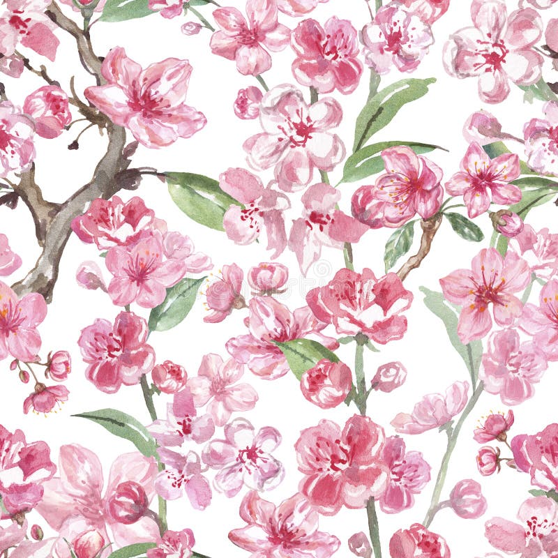 Seamless pattern of watercolor pink sakura flowers or cherry blosssom, on white background. Spring hand painted pink floral print