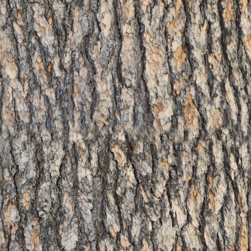 Seamless Pine tree bark texture with beautiful pattern.