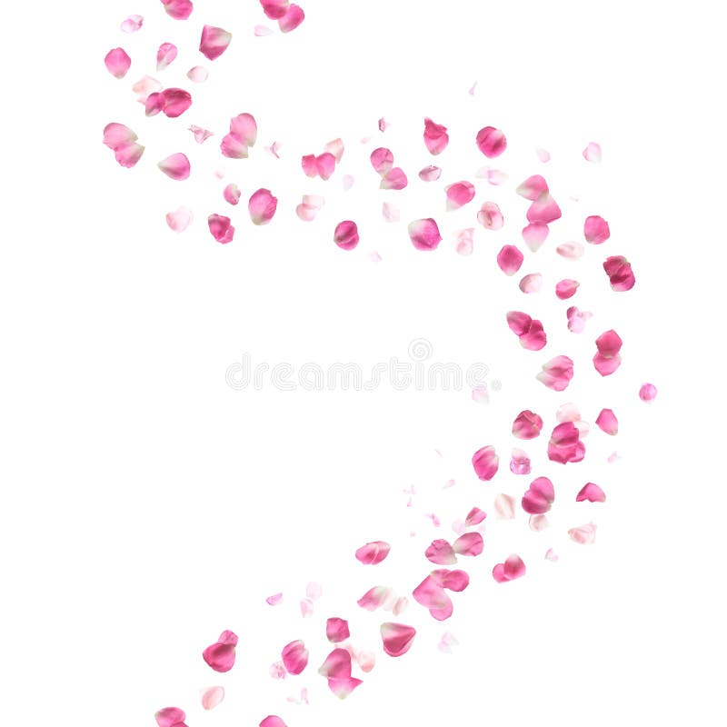 Seamless Pink Rose Petals Pattern royalty free stock photos