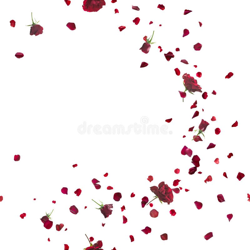 Red roses breeze curve with petals, repeatable and isolated on white. Red roses breeze curve with petals, repeatable and isolated on white