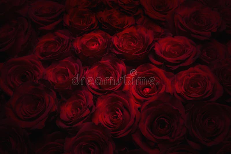 Large bright bouquet of fresh-cut big beautiful black and red roses. Large bright bouquet of fresh-cut big beautiful black and red roses