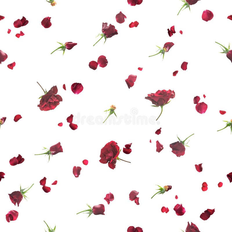 Repeatable background of fading, flying roses and petals in dark red, studio photographed with a back light, isolated on white. Repeatable background of fading, flying roses and petals in dark red, studio photographed with a back light, isolated on white