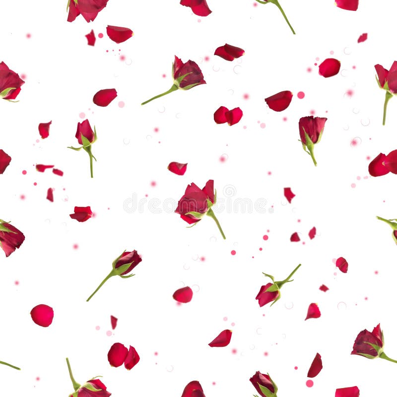 Repeatable flying, studio photographed red roses with petals, on a backlight, and bokeh particles, isolated on white. Repeatable flying, studio photographed red roses with petals, on a backlight, and bokeh particles, isolated on white