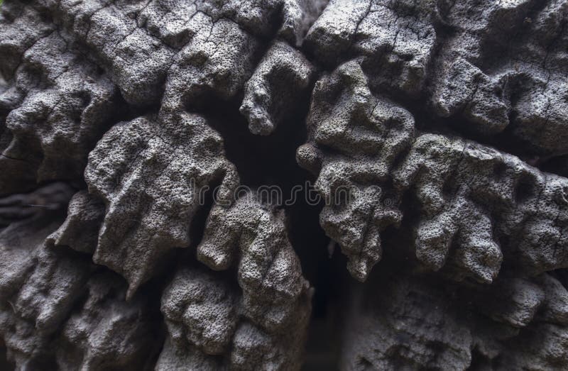 Seamless texture bark of a tree stock photos