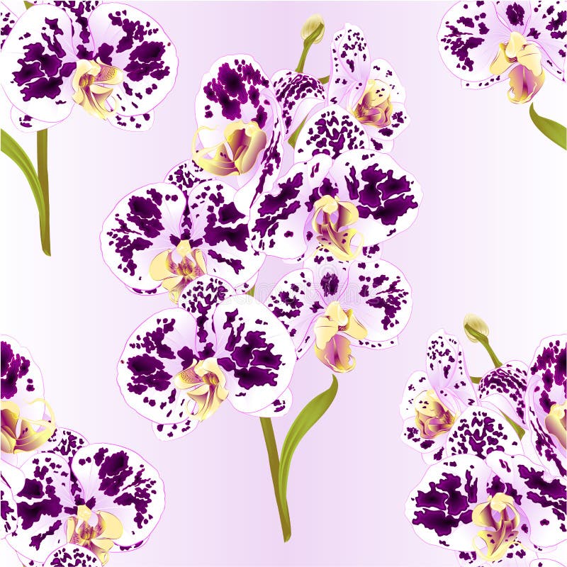 Seamless texture branch orchid Phalaenopsis spotted purple and white flowers and leaves tropical plants stem and buds on a lila