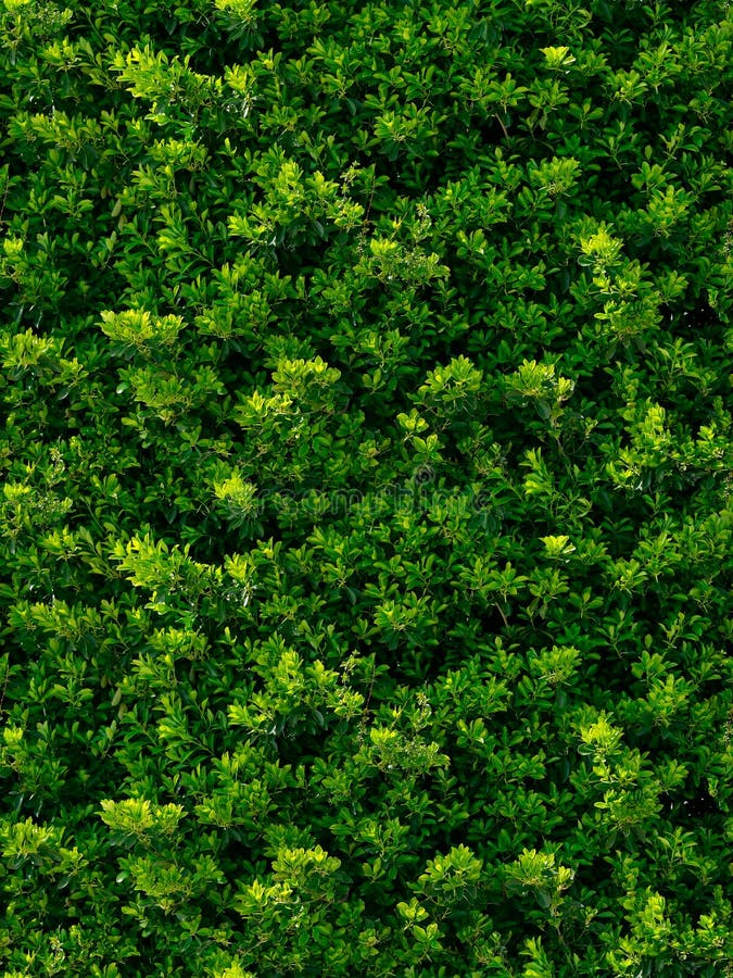 Seamless texture of green leaves