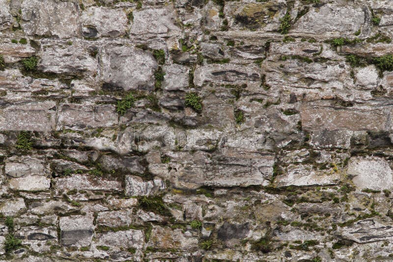 Seamless Texture of an Old Gray Stone Wall Covered with Moss for the