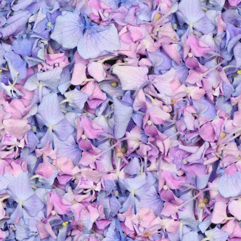 Seamless Texture or Wallpaper, Pink and Blue Flower Hydrangea Background Stock Photo Image of