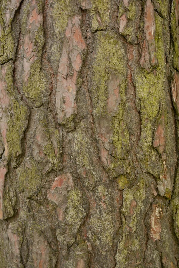 Seamless tree bark background. Brown tileable texture of the old tree royalty free stock photos Seamless tree bark background. Brown tileable texture of the old tree royalty free stock photos