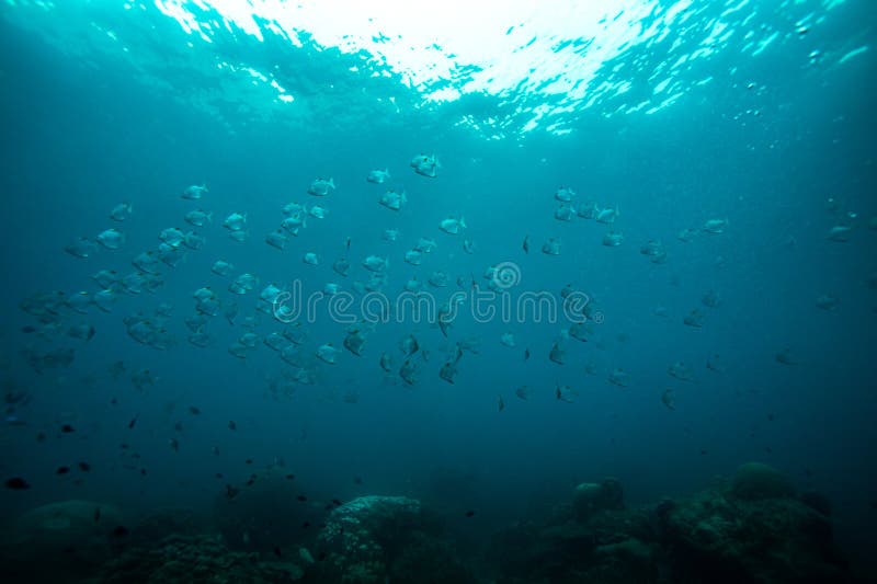 In the Seas of South Asia, Various Fishes Swim on the Reefs Stock Photo ...