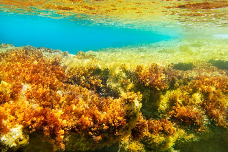Бурые водоросли Средиземного моря