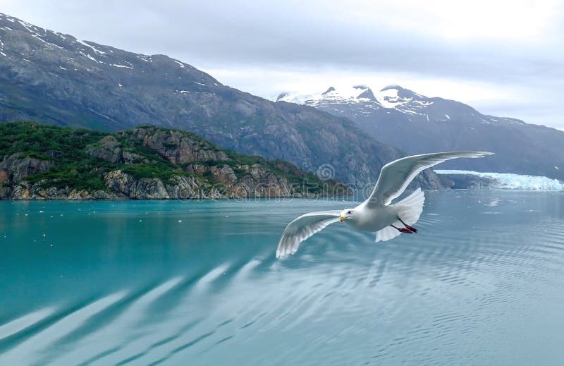 Seascape med fiskmåsflyg i förgrund i glaciärfjärden Alaska arkivfoton Seascape med fiskmåsflyg i förgrund i glaciärfjärden Alaska arkivfoton