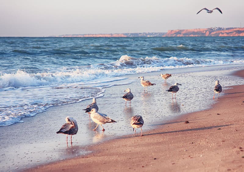 Seascape with seagulls flying at beach