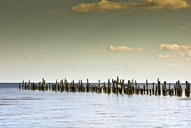 Seascape with a wooden pier and cormorants.