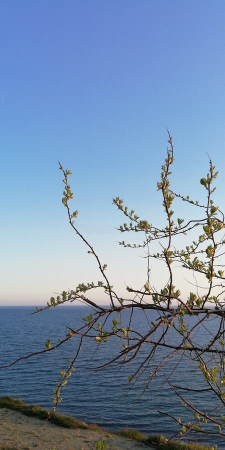 Seascape Οι κλάδοι του θάμνου ενάντια στην μπλε θάλασσα και τον ασυννέφιαστο ουρανό r στοκ φωτογραφία Seascape Οι κλάδοι του θάμνου ενάντια στην μπλε θάλασσα και τον ασυννέφιαστο ουρανό r στοκ φωτογραφία