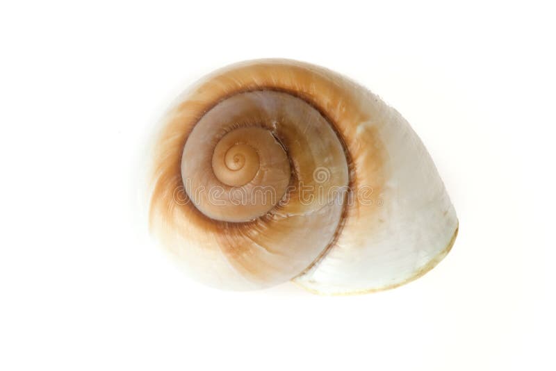 Seashell royalty free stock image