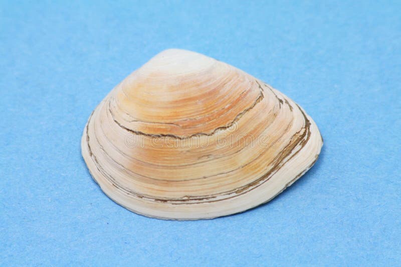 Seashell stock photography
