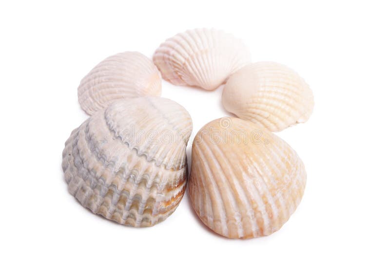 Seashell