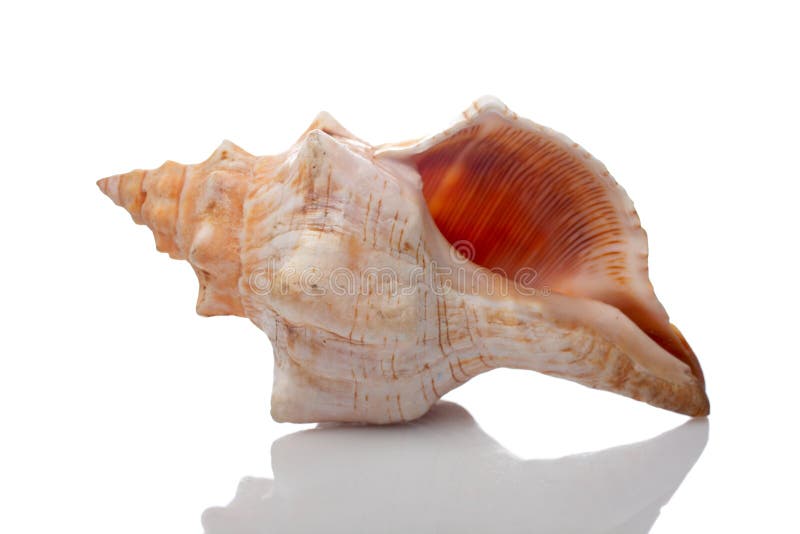 Seashell stock photography
